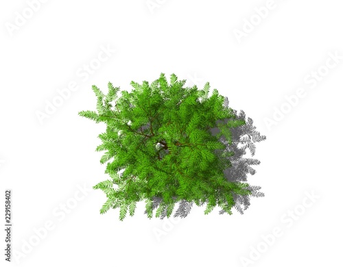 Albizia tree. Isolated on w...