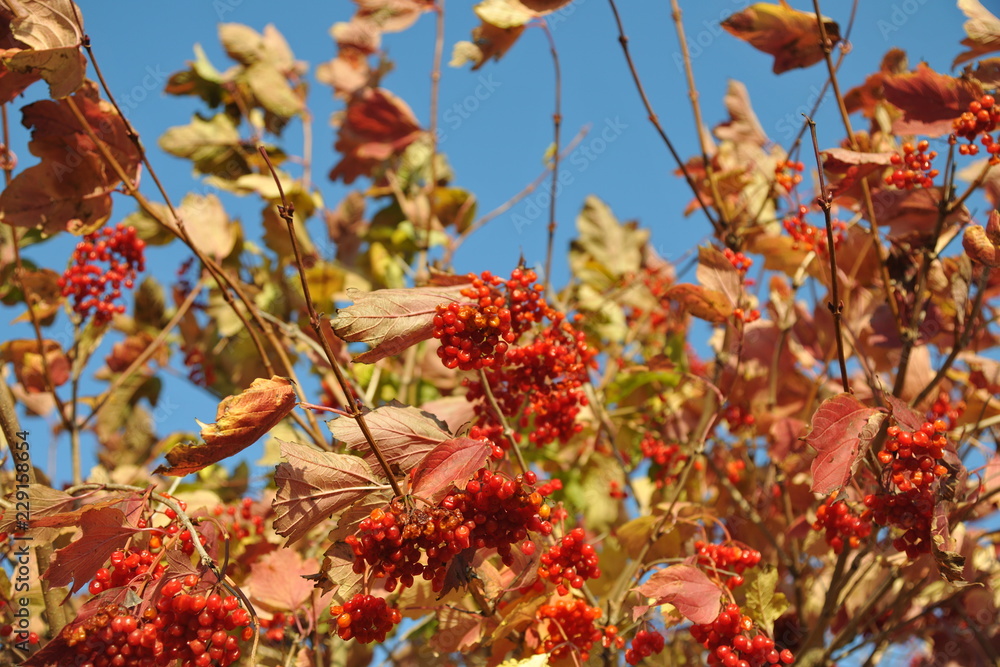 rote beeren an baum strauch im herbstlaub vogelbeere giftefeu Stock