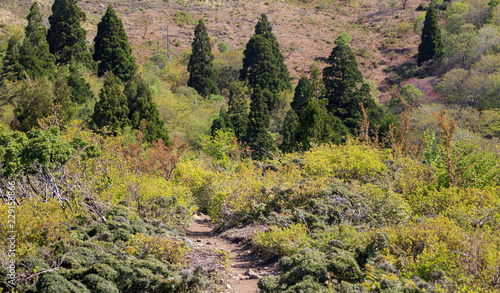 Narrow dirt trail through bushes and trees on sunny day