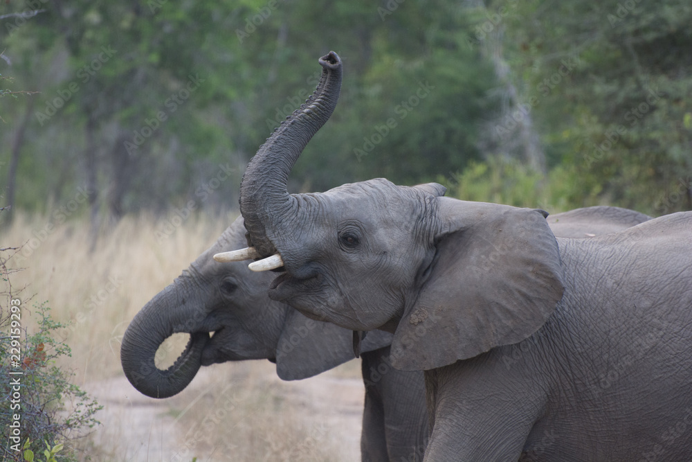 Obraz premium Two young African elephants (Loxodonta africana) greet each other in the Sabi Sands, Greater Kruger, South Africa