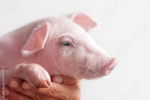 süßer Schweinkopf, Ferkel vor weißem Hintergrund © FotoSabine