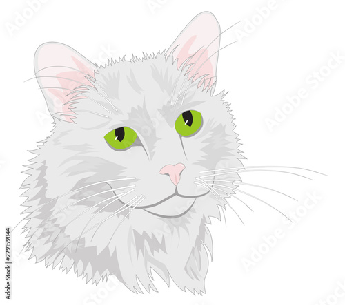 Portrait of cat