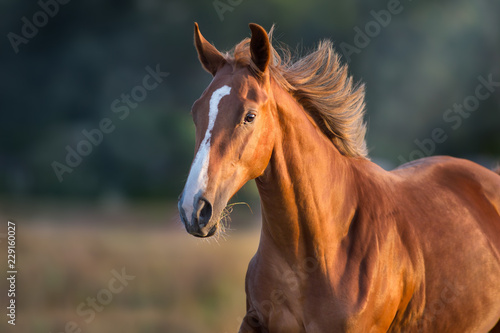 Red horse close up portrait in motion at sunset