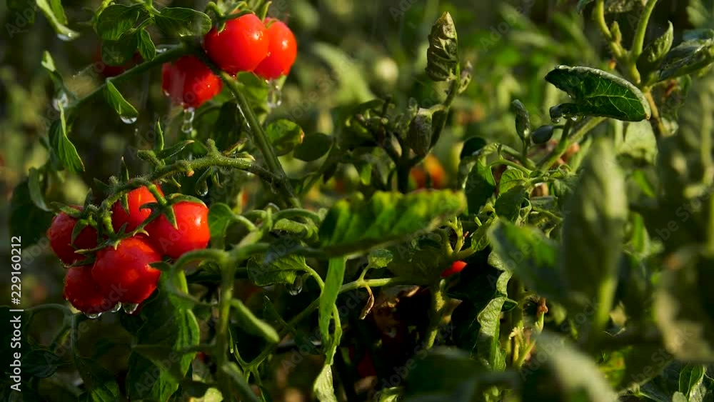 summer rain is a bush with cherry tomatoes summer rain is a bush with cherry tomatoes
