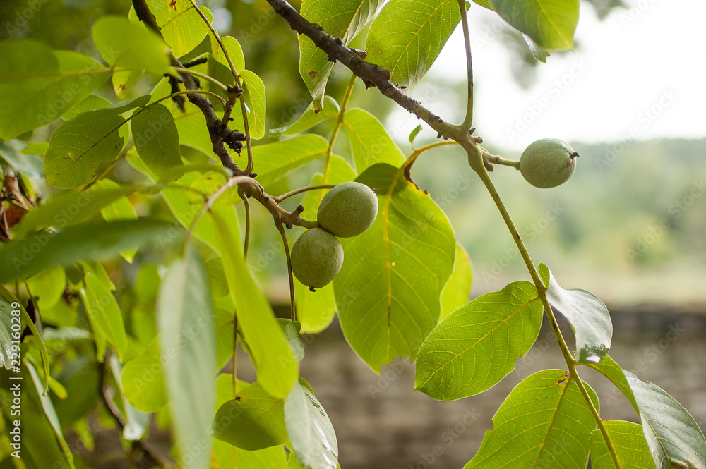 Fototapeta premium Walnut fruit on the tree. Background green leaves