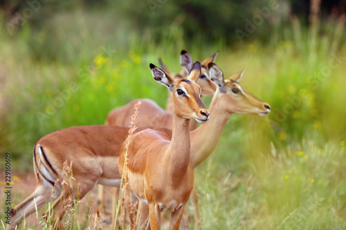 Fototapeta Naklejka Na Ścianę i Meble -  The impala (Aepyceros melampus) a herd of females in the morning light.Antelope female portrait