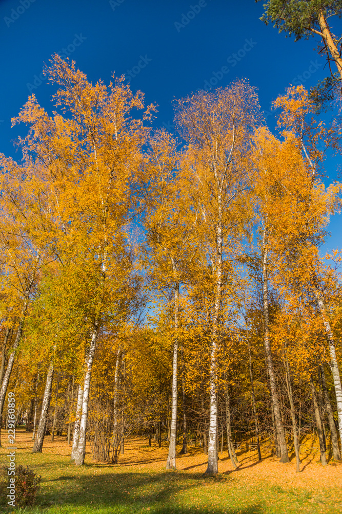 Autumn foliage in the park. October, Moscow