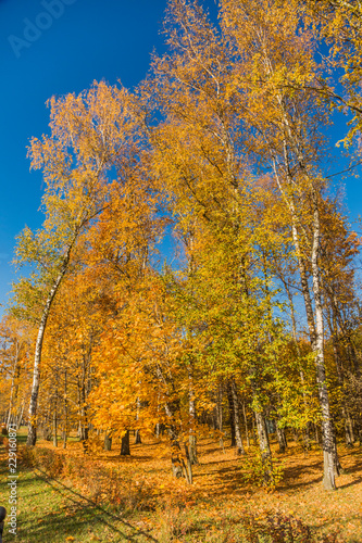 Autumn foliage in the park. October  Moscow