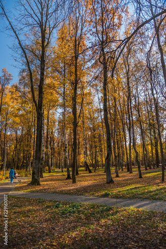 Autumn foliage in the park. October, Moscow