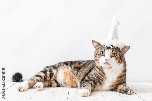 cat with party hat © topntp