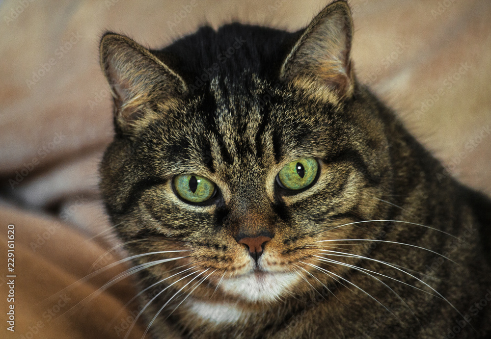 an adult mongrel cat female, huge green eyes and striped color, brown shades with black, lying on a light beige rug, orange nose, small ears, beautiful portrait, looking down