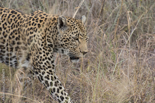 Leopard (Panthera pardus) walking through grass in the bush in the Sabi Sands, Greater Kruger, South Africa