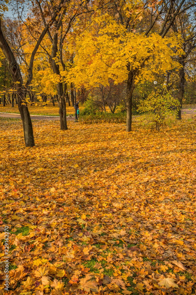 Autumn foliage in the park. October, Moscow
