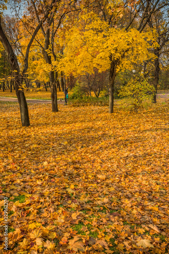 Autumn foliage in the park. October, Moscow 