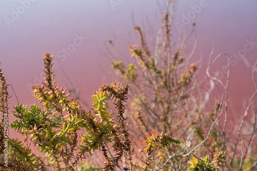 Plants growing at the pink salt flats at Margherita Di Savoia in Puglia, Italy. The water is coloured pink because of crustaceans that live in it.