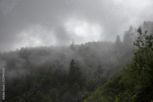 fog in the forest