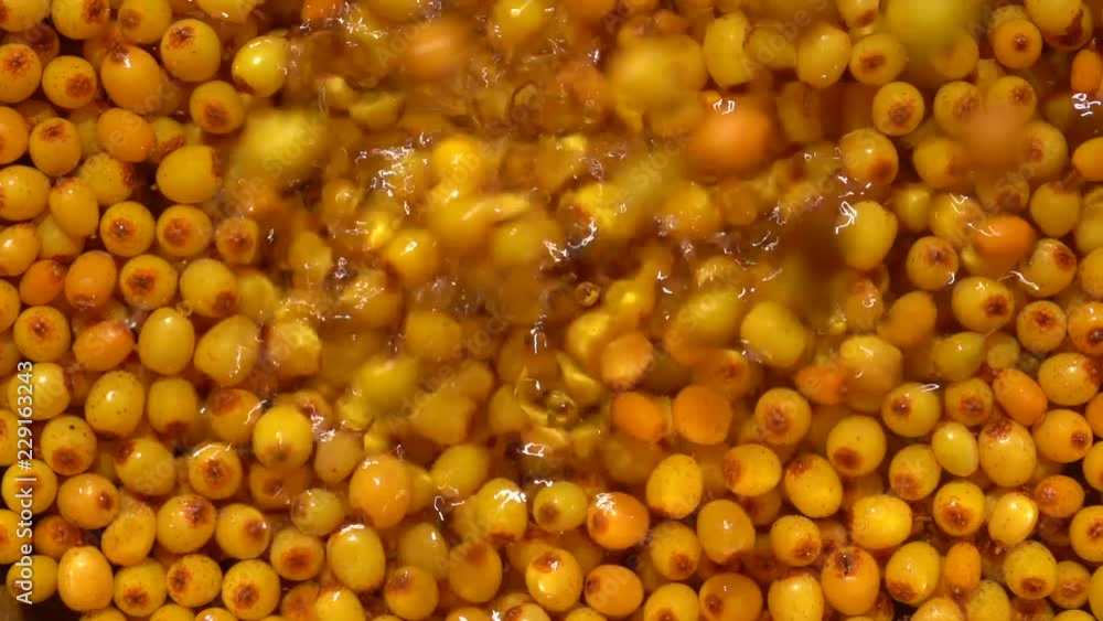 Many orange yellow common sea buckthorn berries is washed in water, close up Many orange yellow common sea buckthorn berries is washed in water, close up