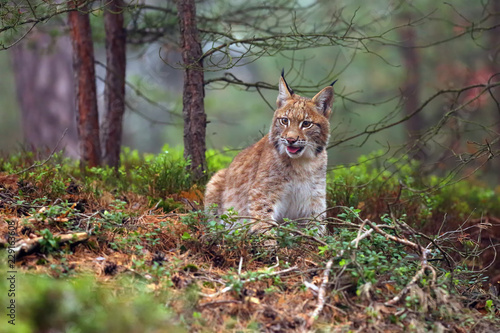 The Eurasian lynx (Lynx lynx), also known as the European lynx or Siberian lynx in autumn colors in the pine forest.