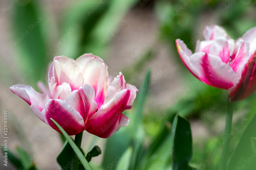 Colorful white and pink common tulips in the garden, colorful petals on green stems, beautiful springtime flowers in bloom Colorful white and pink common tulips in the garden, colorful petals on green stems, beautiful springtime flowers in bloom
