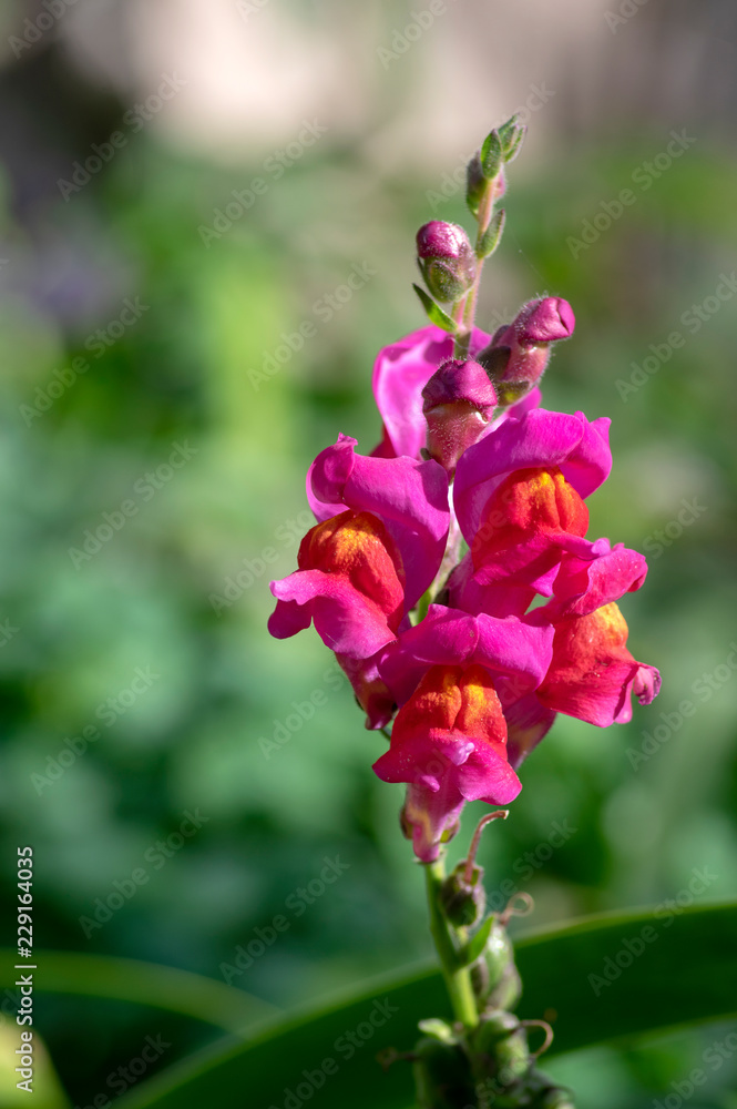 Antirrhinum majus flowers, common snapdragon in bloom, purple yellow flowering plant