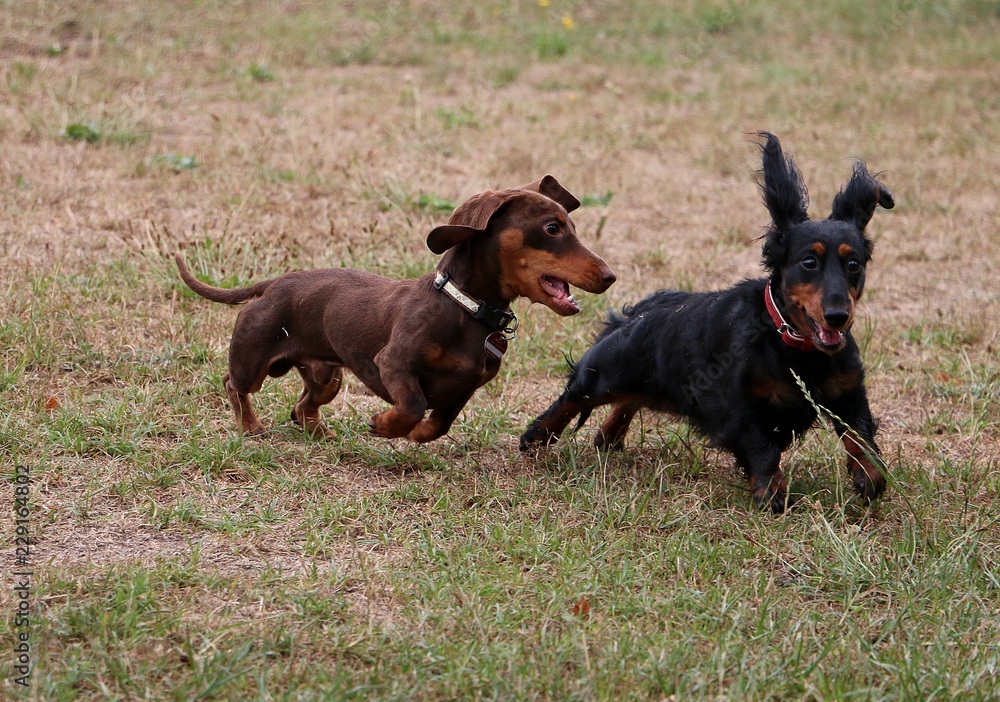 two funny small dachshounds are playing together in the garden