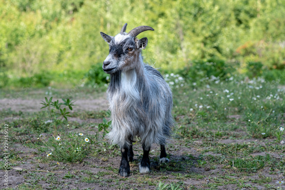 Portrait of a male goat or Billy Portrait of a male goat or Billy