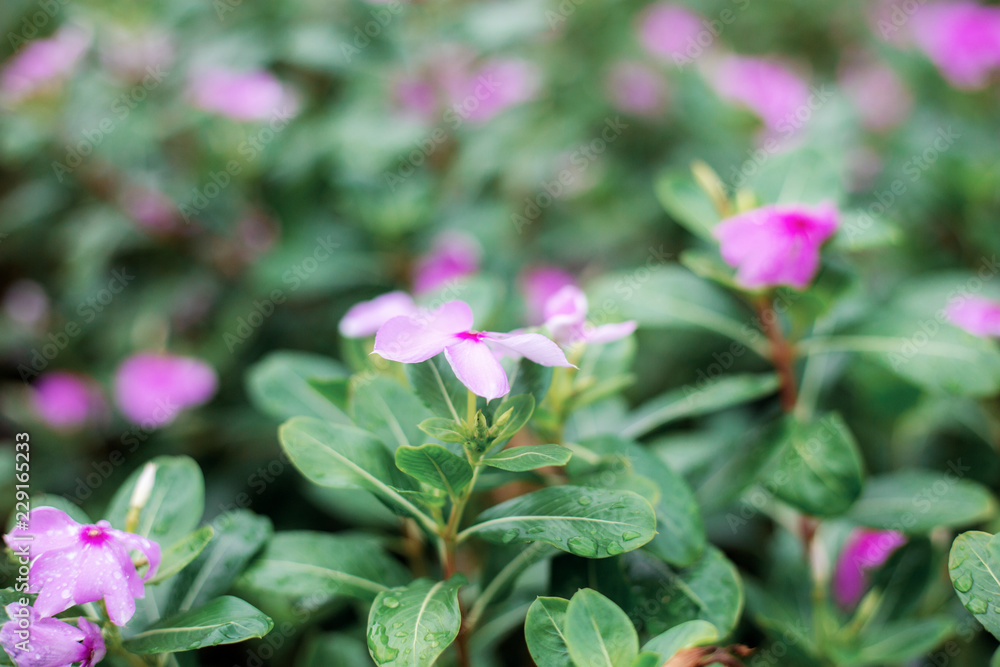 Pink flower with sunlight.