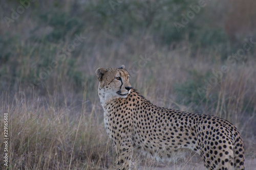 Cheetah (Acinonyx jubatus) moving through the African Bush in the Sabi Sands, Greater Kruger, South Africa in the late evening