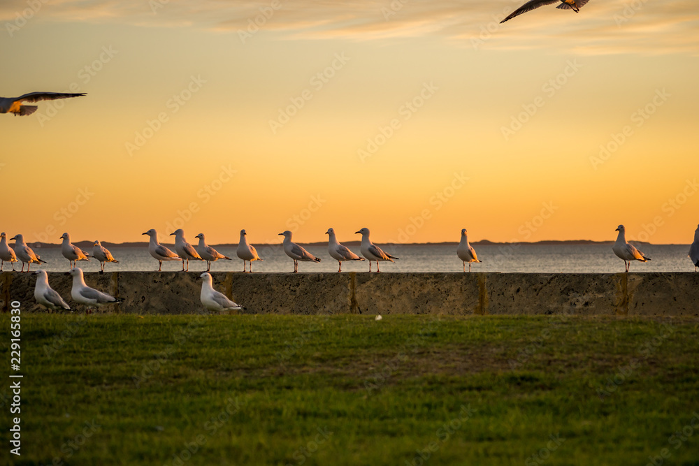 Fototapeta premium Sunset landscape of a beach in Perth Fremantle with seabirds