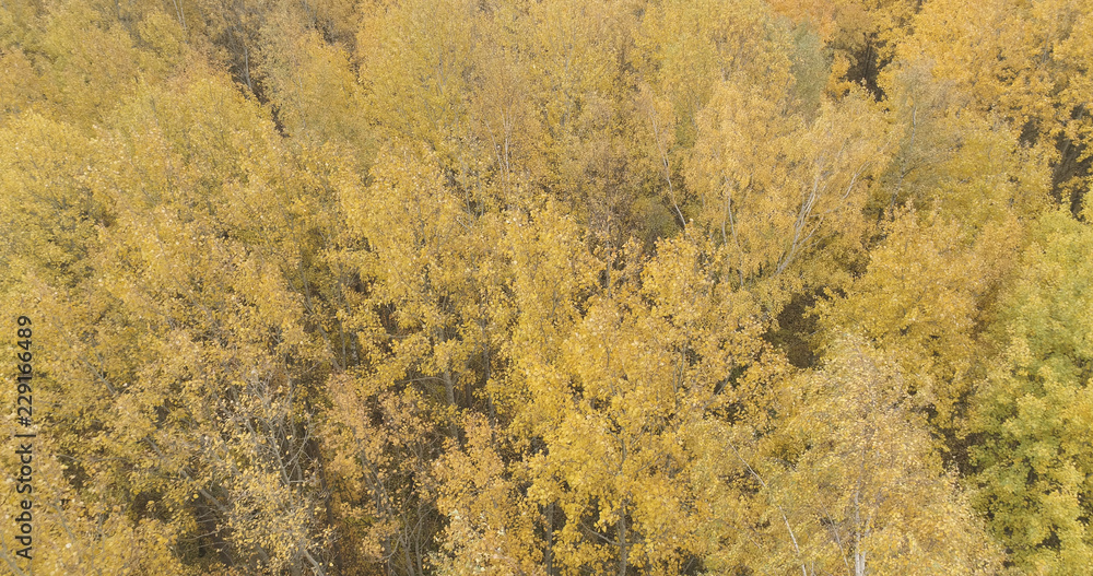 Aerial view over yellow golden birch forest in autumn Aerial view over yellow golden birch forest in autumn