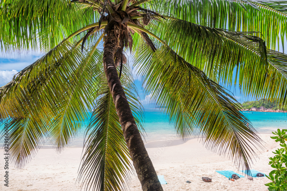 Palm tree on Paradise island. Sandy beach and turquoise sea.  Summer vacation and travel concept.  
