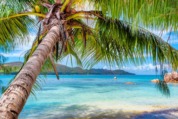 Acrylglasbilder Tropischer Strand Palme auf Tropeninsel am türkisen Meer  © lucky-photo