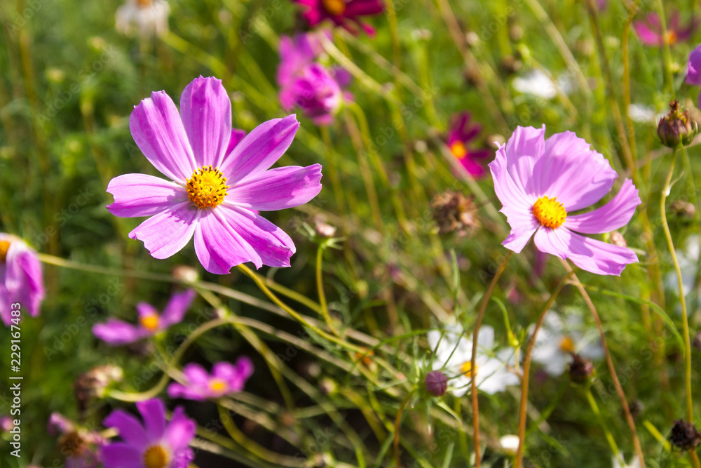 purple flowers in the garden purple flowers in the garden