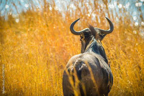 Back of Wildebeest, Connochaetes Gnou, in the savannah plains, Pilanesberg National Park, South Africa. Dry season. The Gnu is a genus of antelopes of the family Bovidae.