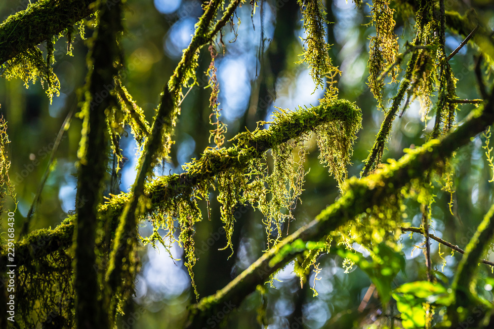 Moss in Doi Inthanon Rainforest, Chiang Mai, Thailand Moss in Doi Inthanon Rainforest, Chiang Mai, Thailand