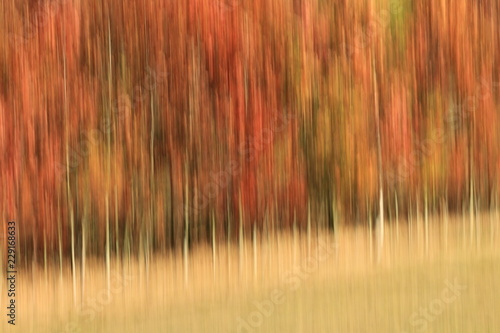 Laubwald im Herbst -Wischeffekt photo