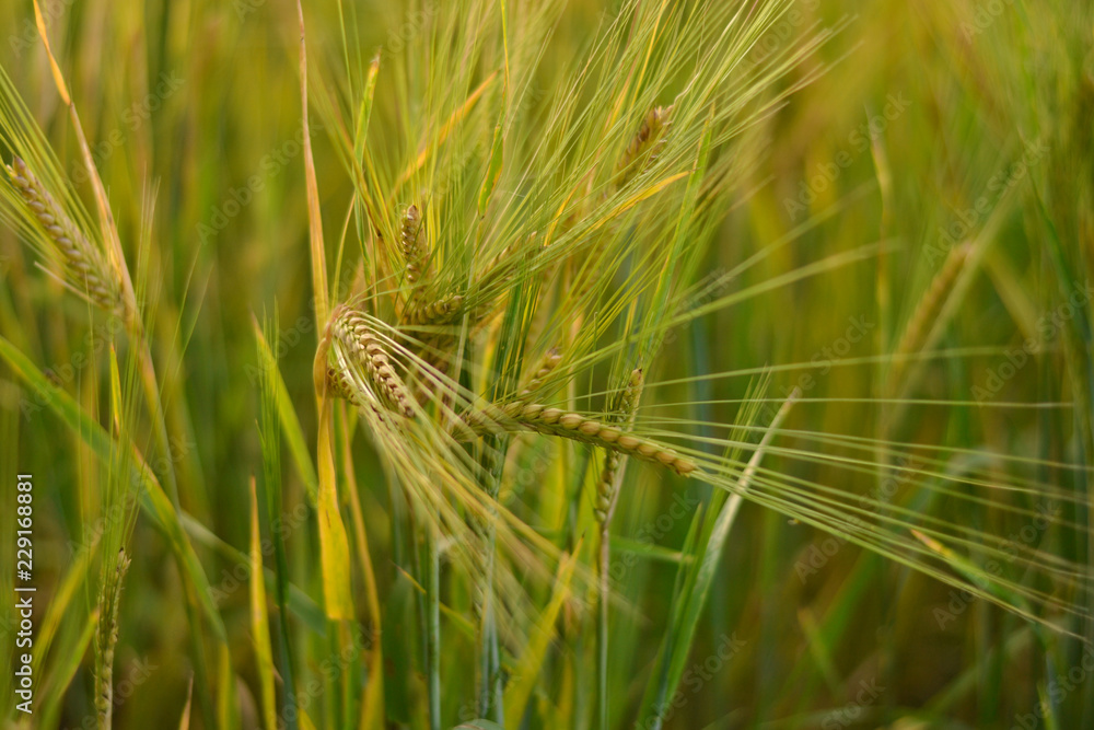 Поле. Лето. Колоски.Трава. Green