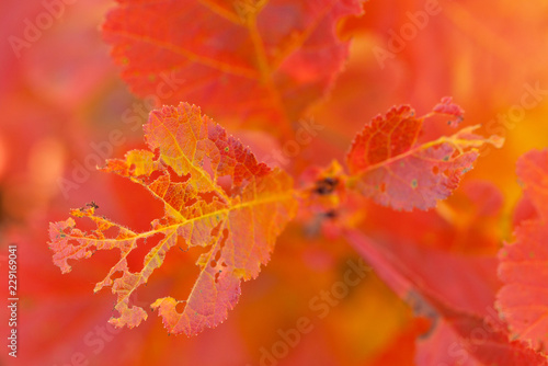 beautiful bright red foliage on a tree branch in an autumn park or forest