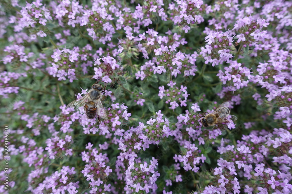 Close shot of mauve flowers of Thymus praecox