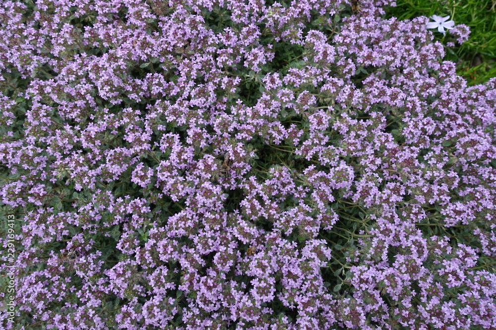 Lots of mauve flowers of Thymus praecox