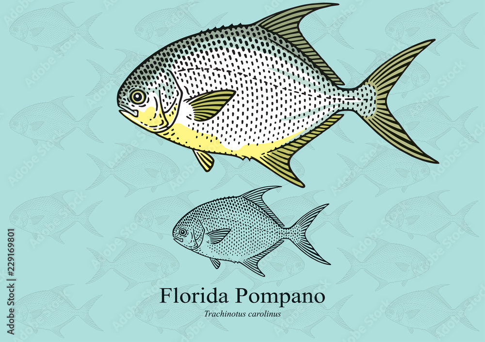 Fototapeta premium Florida (Common) Pompano. Vector illustration with refined details and optimized stroke that allows the image to be used in small sizes (in packaging design, decoration, educational graphics, etc.)