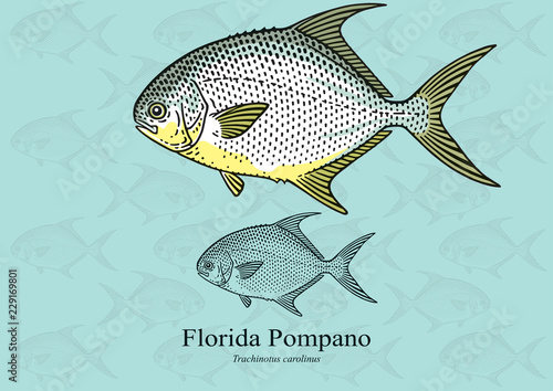 Florida (Common) Pompano. Vector illustration with refined details and optimized stroke that allows the image to be used in small sizes (in packaging design, decoration, educational graphics, etc.)