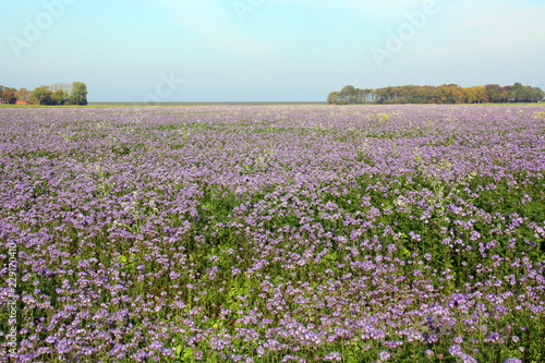 Field with purple flowers (phacelia) as green injector and bee food at Usquert. The Netherlands