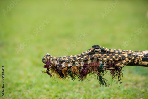 Crocodile festival Papua New Guinea photo