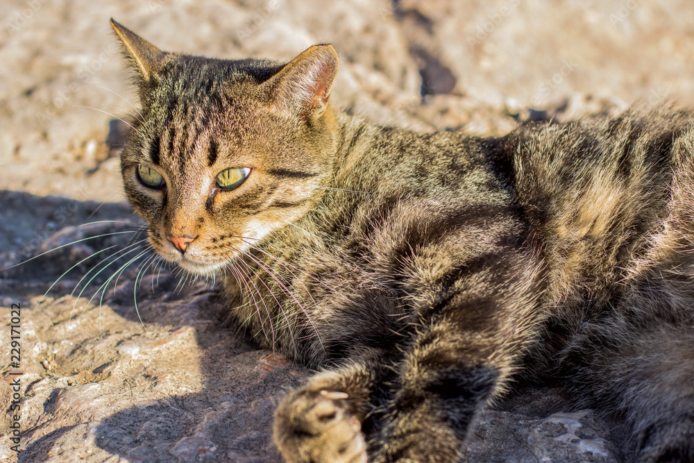 calm street stripped cat lay on stones in outdoor nature environment and looking side ways calm street stripped cat lay on stones in outdoor nature environment and looking side ways