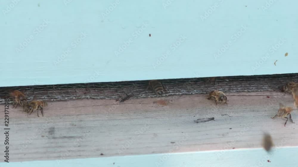 Bees Come And Go From Their Hive Bees Come And Go From Their Hive