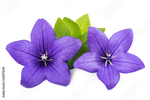 Obraz na płótnie balloon flower