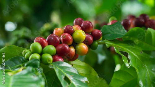 The tree Arabica coffee  its result of it is called cherries they are starting to ripen so there are colors red yellow green mingle on a branch and green leaves look natural to look beautiful.
