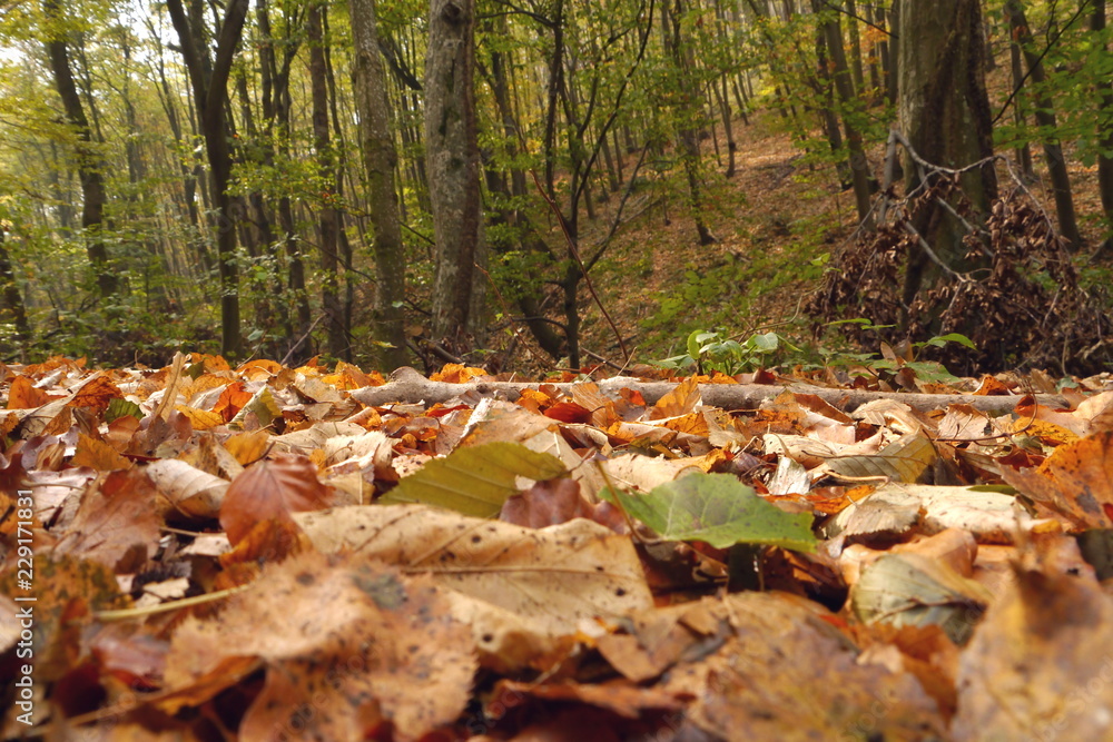forest in autumn forest in autumn
