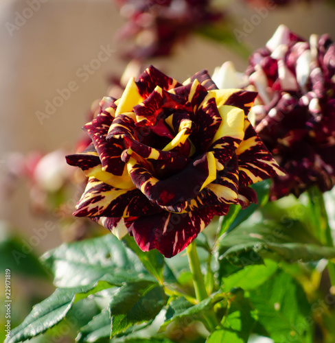 Fotografi Abracadabra rose plant in outdoor garden